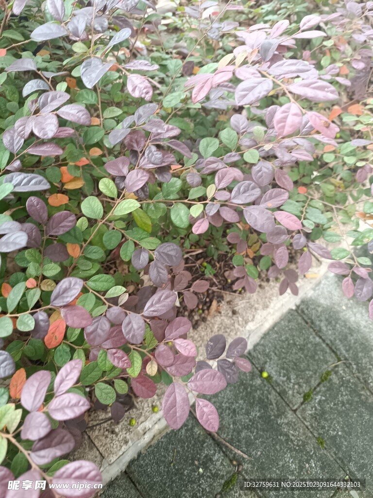 地面散落的多彩植物葉片