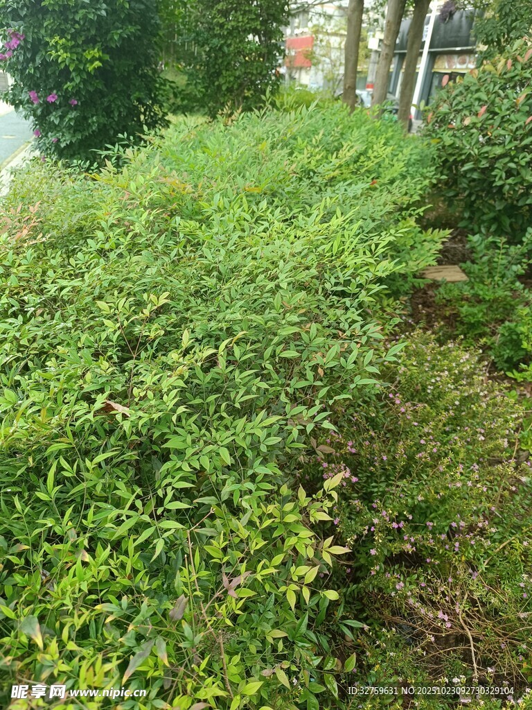 路邊茂盛綠植景觀