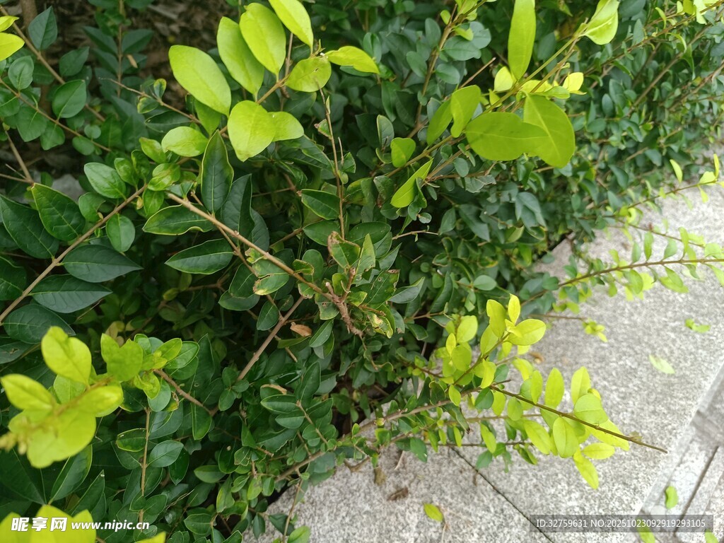 路邊嫩綠繁茂的植物
