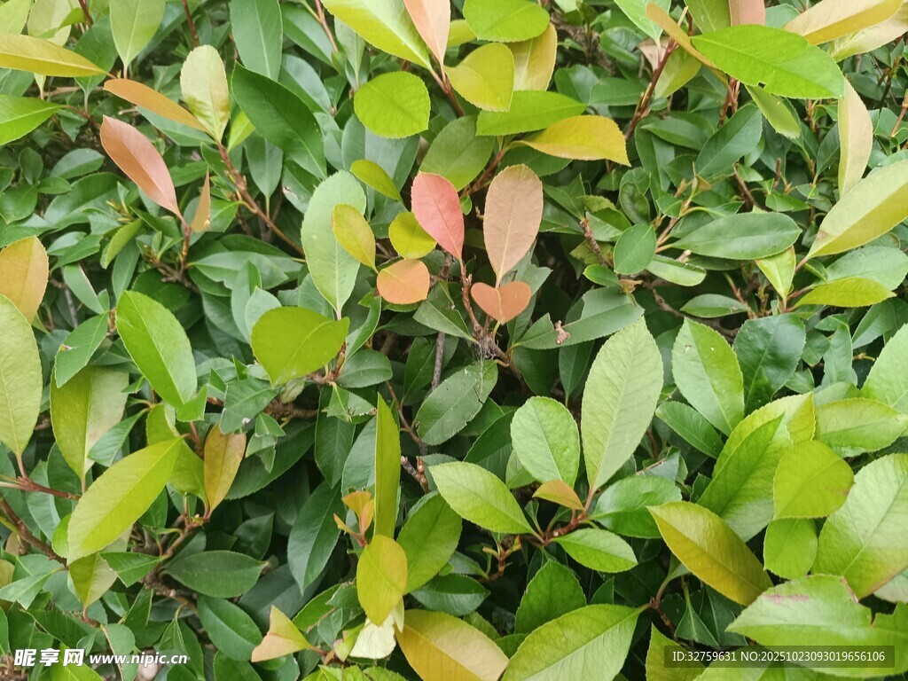 綠葉間的多彩葉片