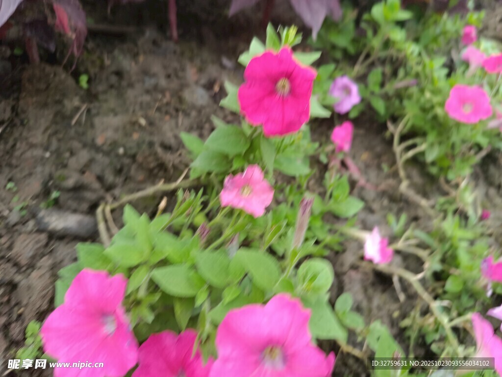 嬌艷粉色矮牽牛綻放