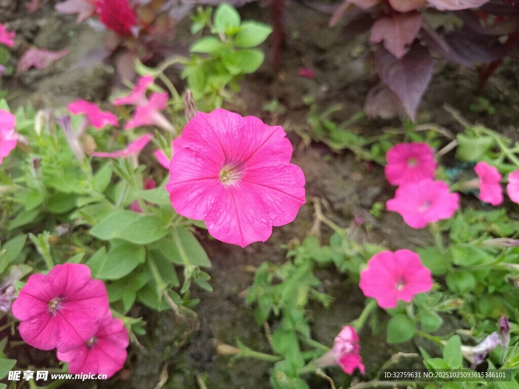 嬌艷粉色矮牽?；ň`放