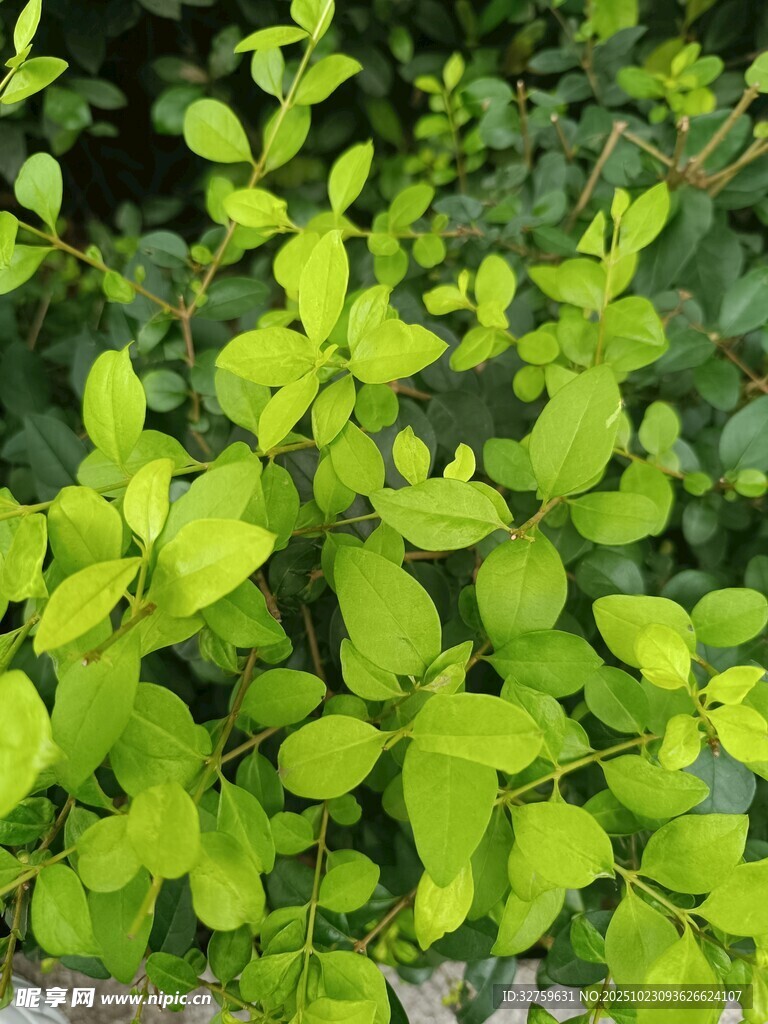 翠綠鮮亮的繁茂葉片