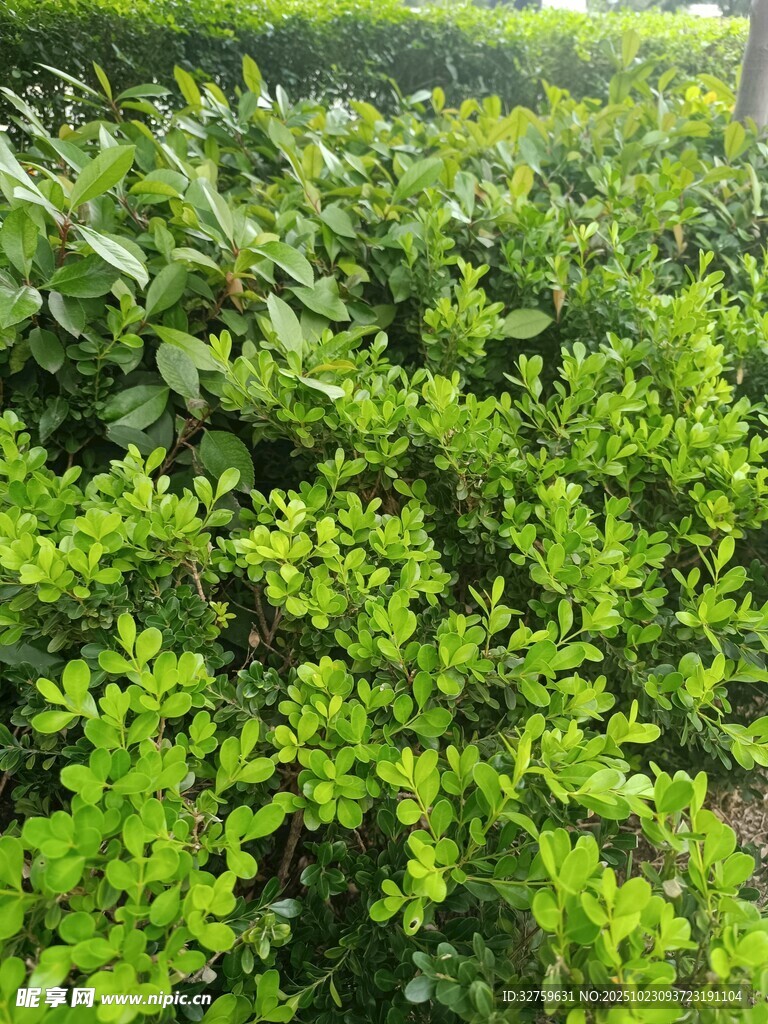翠綠灌木景觀