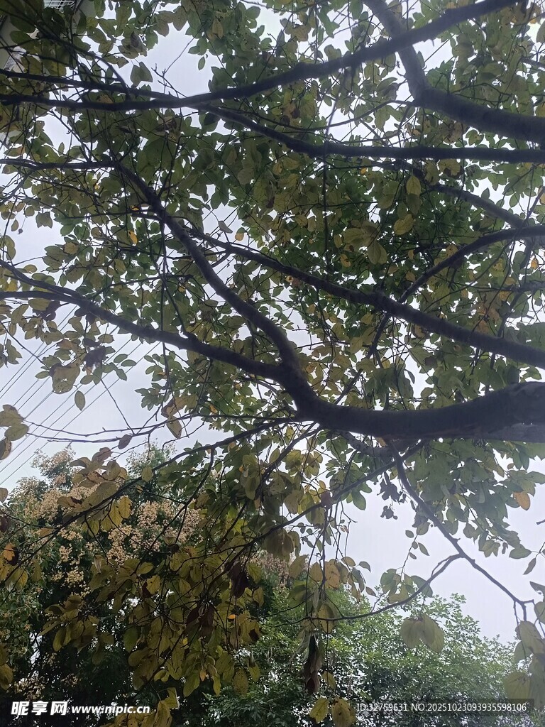 仰視繁茂樹枝與綠葉