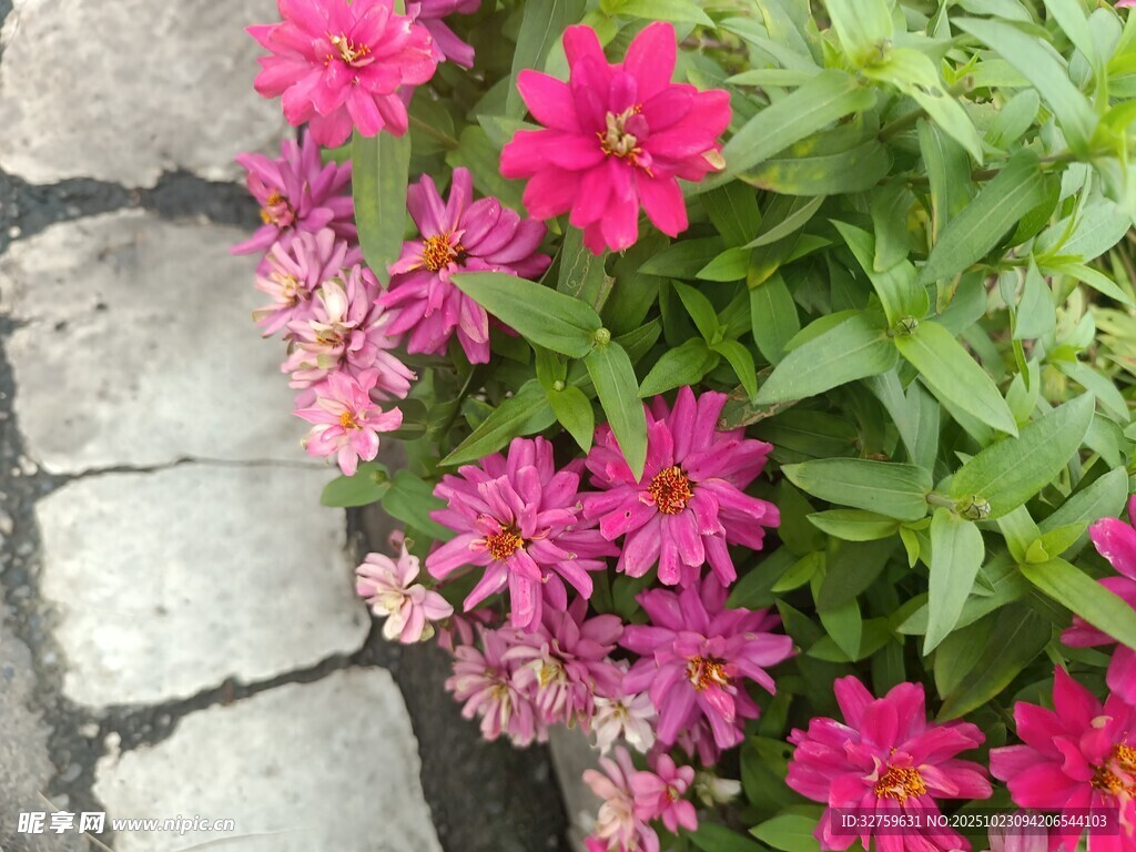 石縫間綻放的嬌艷粉花