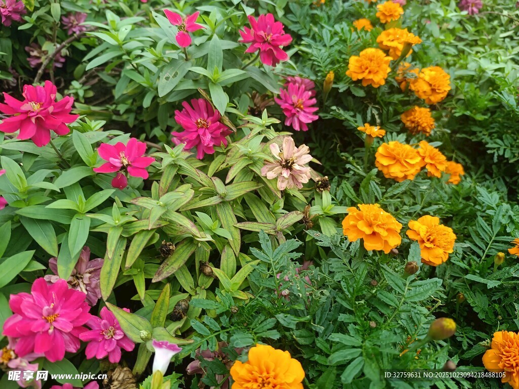 多彩花卉綻放于花園中