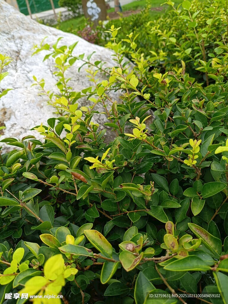 綠葉繁茂的綠植景觀