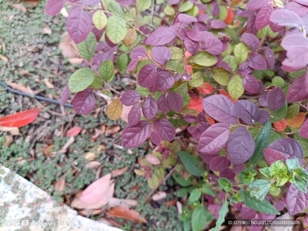 紫綠相間的多彩植物