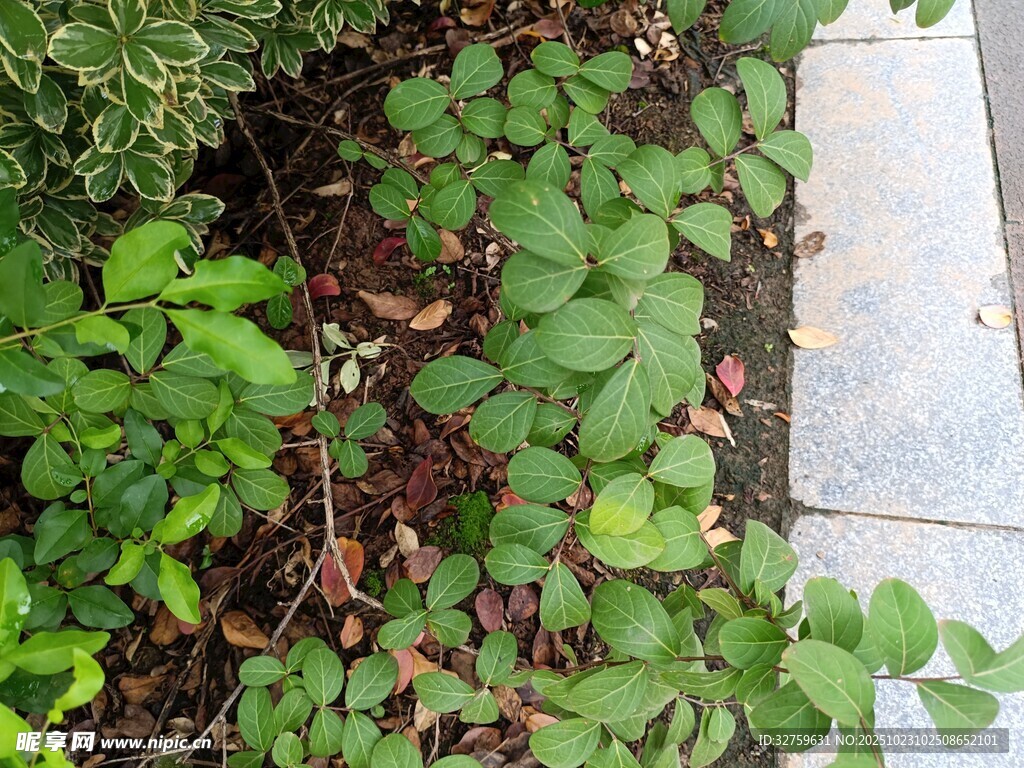 路邊茂盛的綠色植物