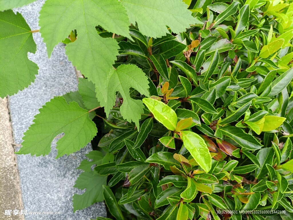 綠葉叢生的生機(jī)景象