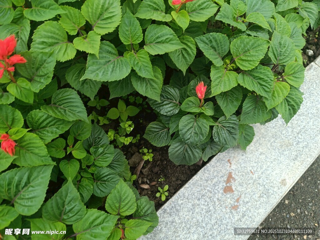 綠葉叢中嬌艷紅花綻放