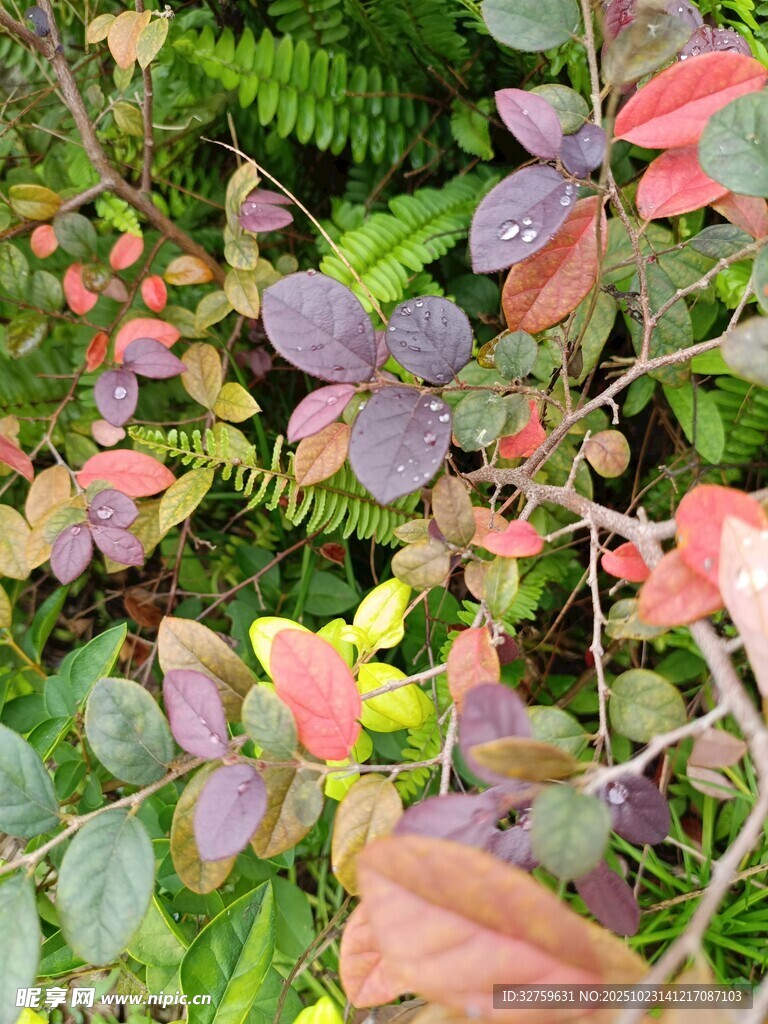 多彩秋葉植物景觀