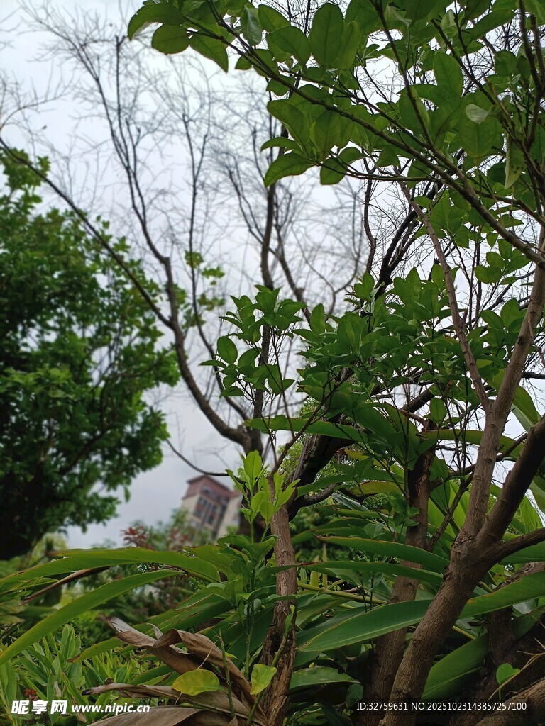 繁茂綠植與朦朧天空景象