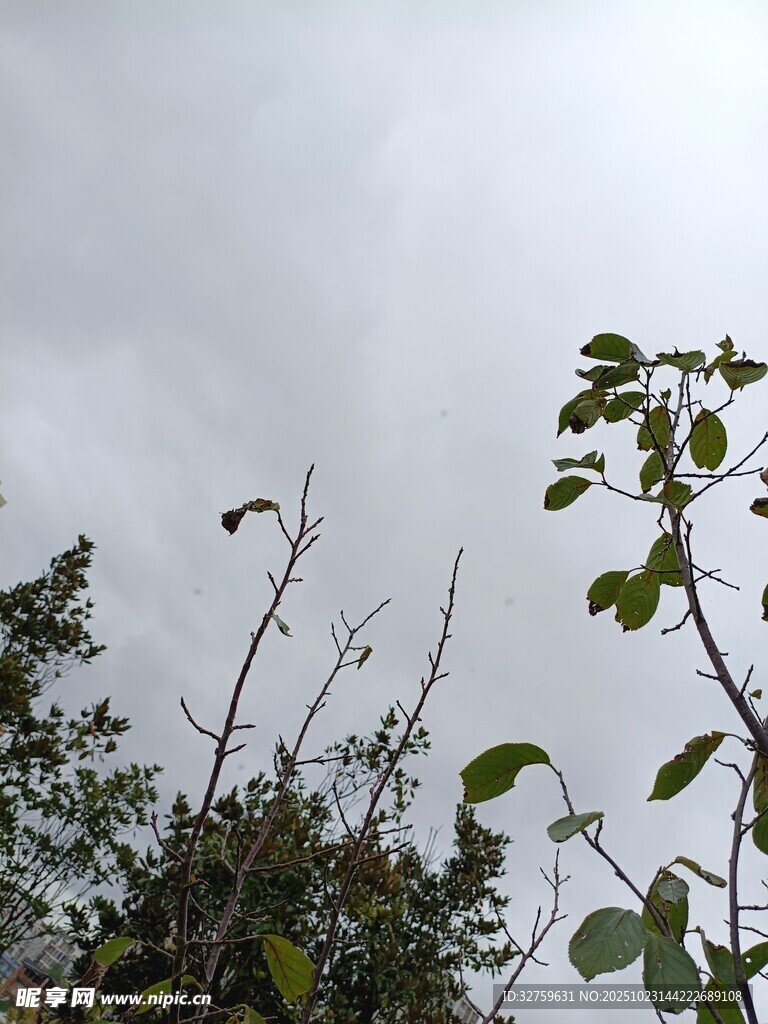 仰視天空下的繁茂枝葉