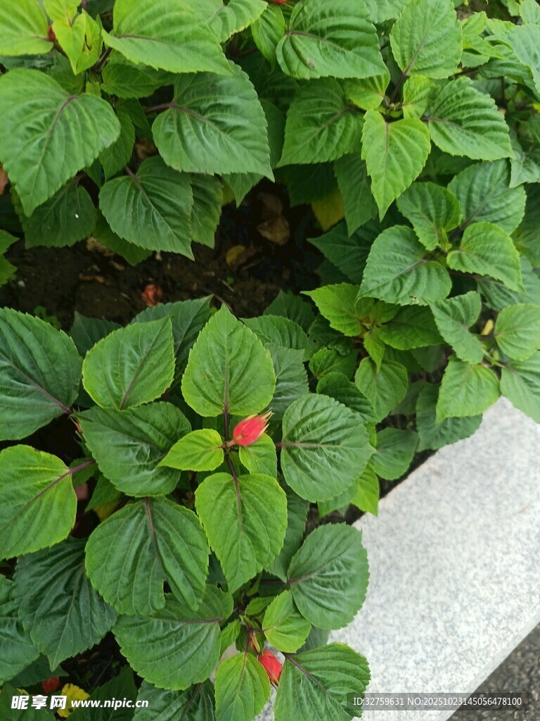 綠葉間的紅色小花