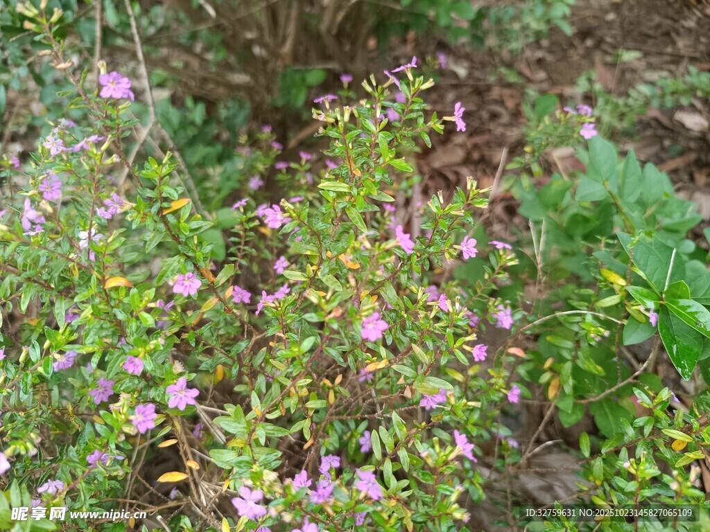 野外綻放的紫色小花