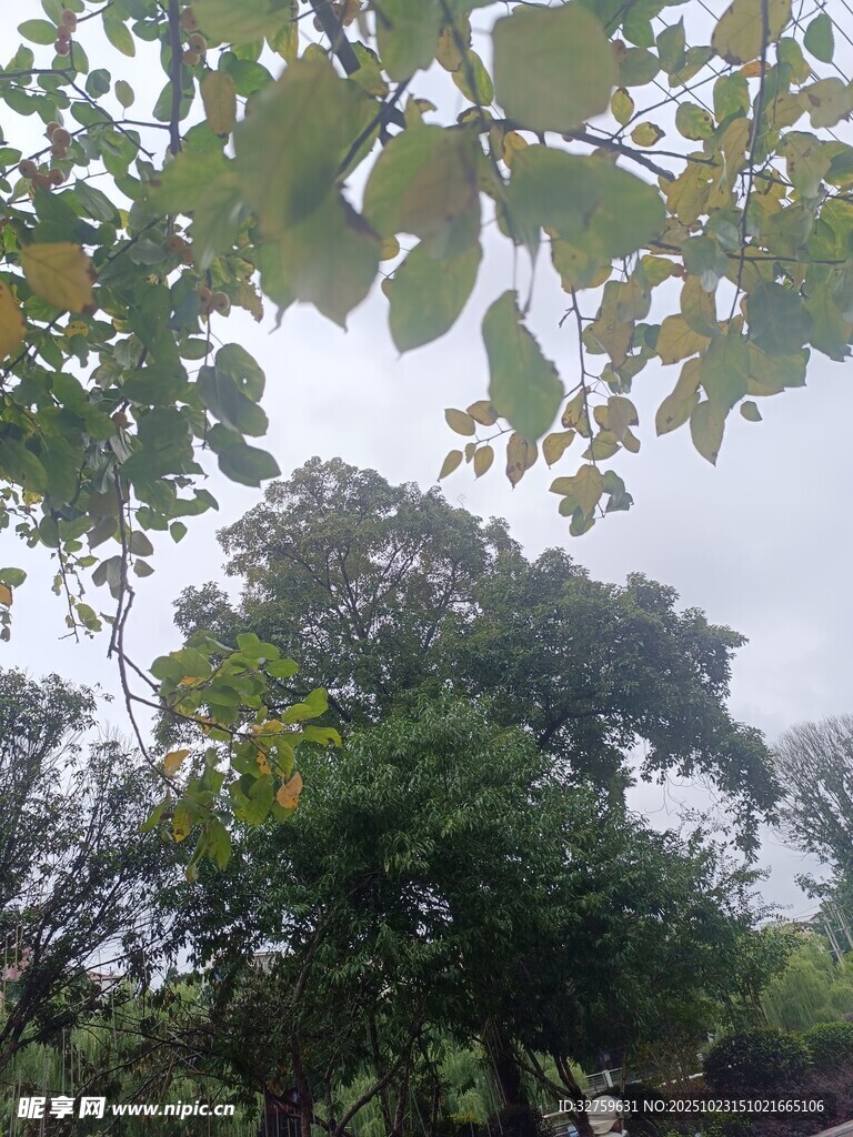 繁茂綠樹與枝葉景觀