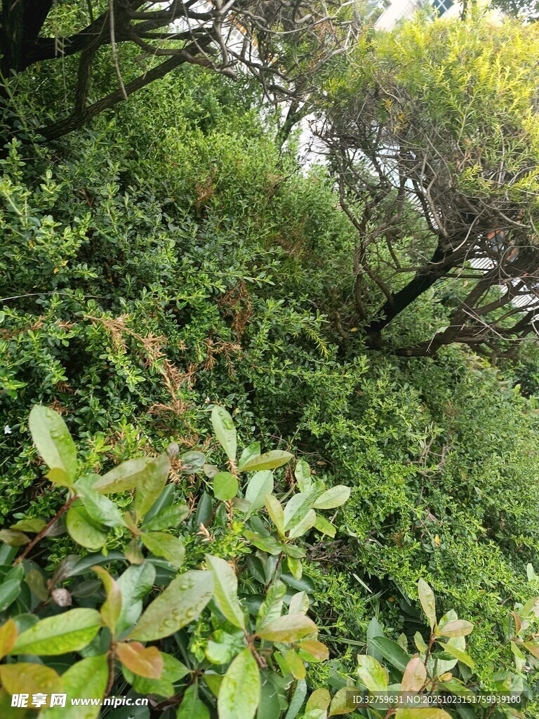 茂密山林間的繁茂綠植