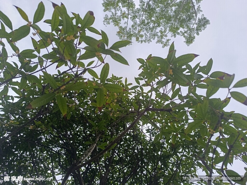 枝葉繁茂的綠色樹木