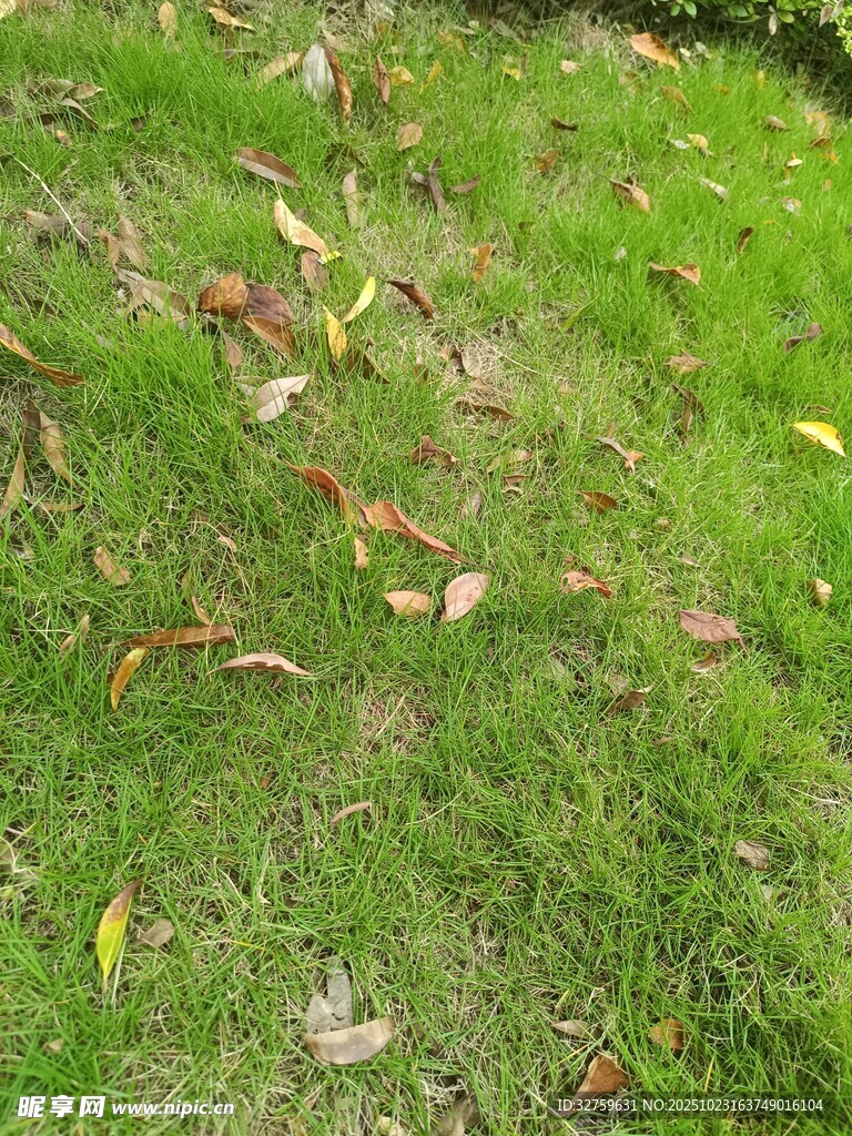 草地上散落的多彩葉片