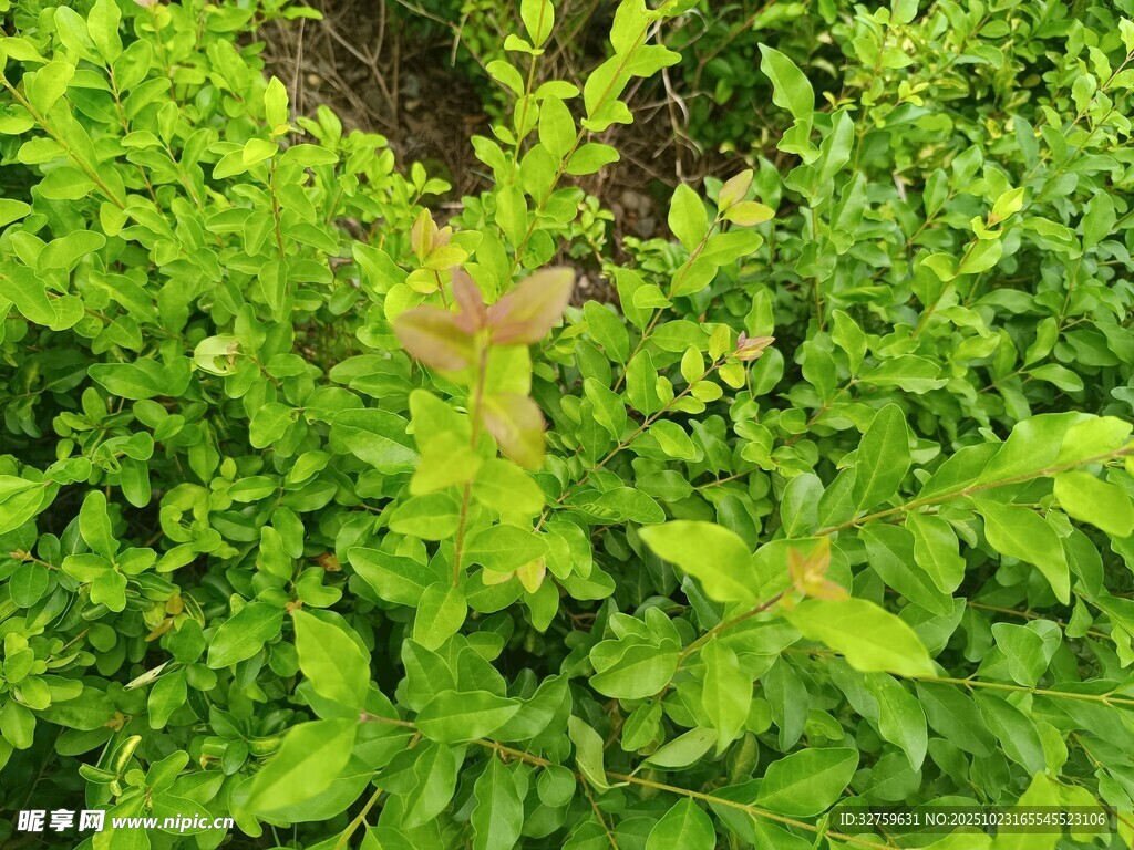 翠綠植物叢中的一抹棕色