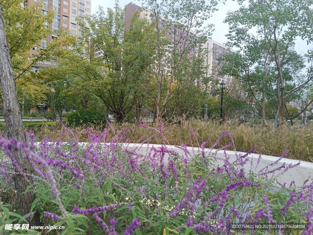 城市中美麗的花卉景觀