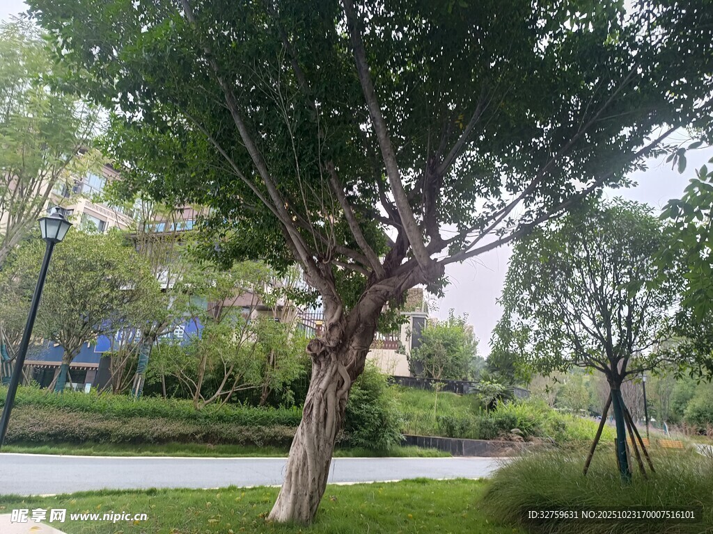 公園中造型獨特的樹木