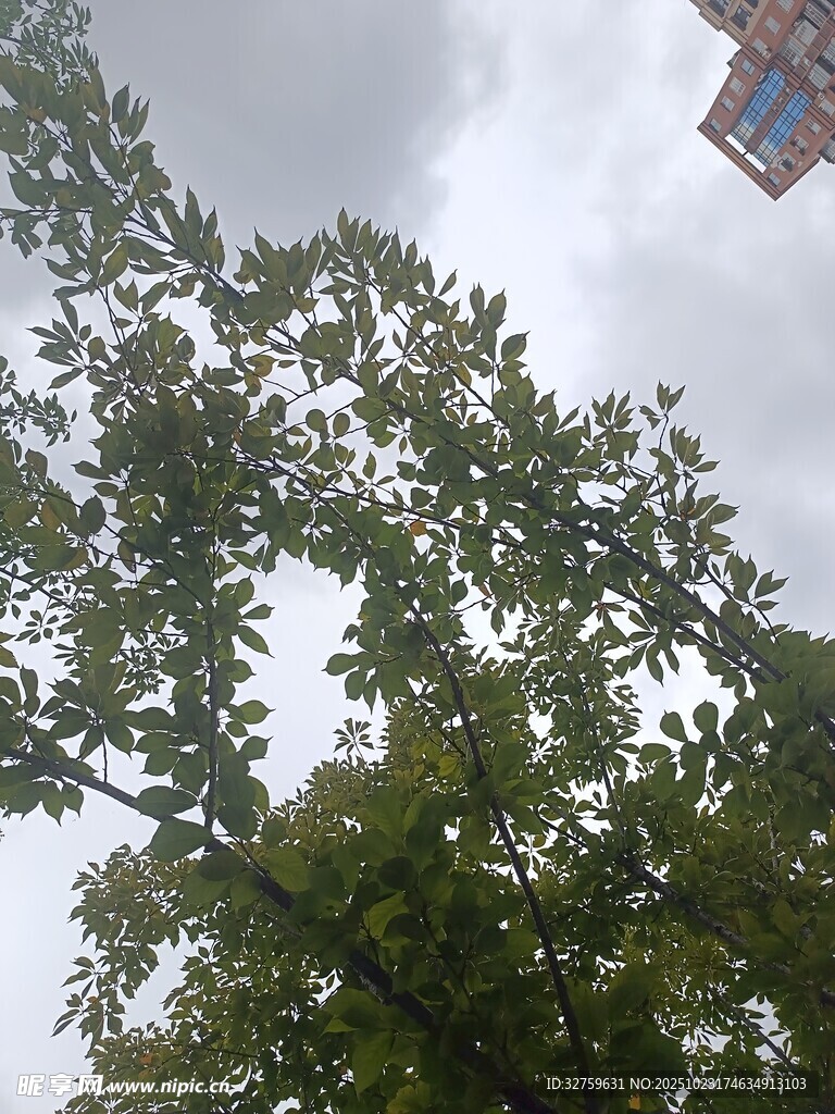 仰視視角下的繁茂綠樹