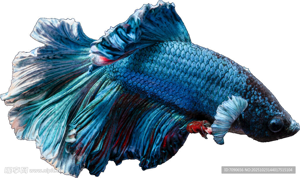 藍(lán)色飄逸斗魚