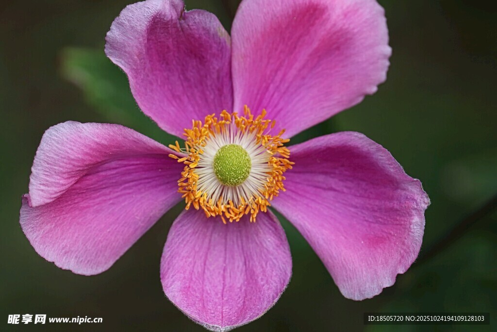 嬌艷粉色花朵特寫