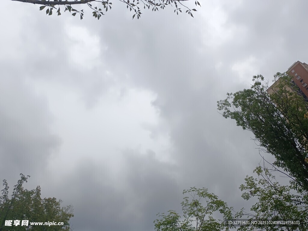 陰天景象下的樹木與天空