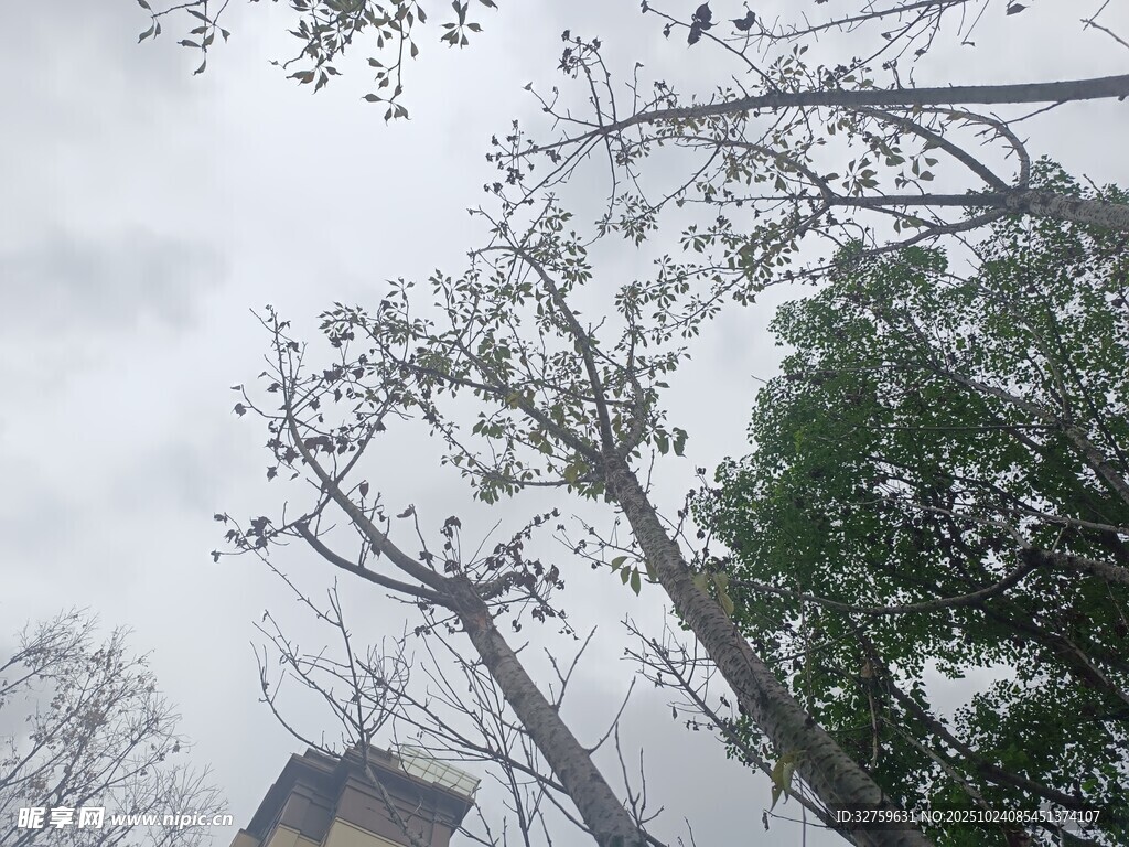 霧中樹木與小屋