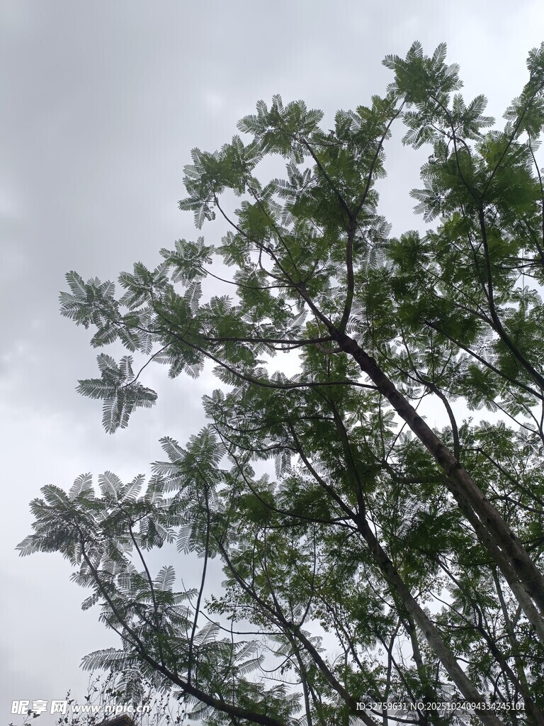 天空下的繁茂綠樹(shù)