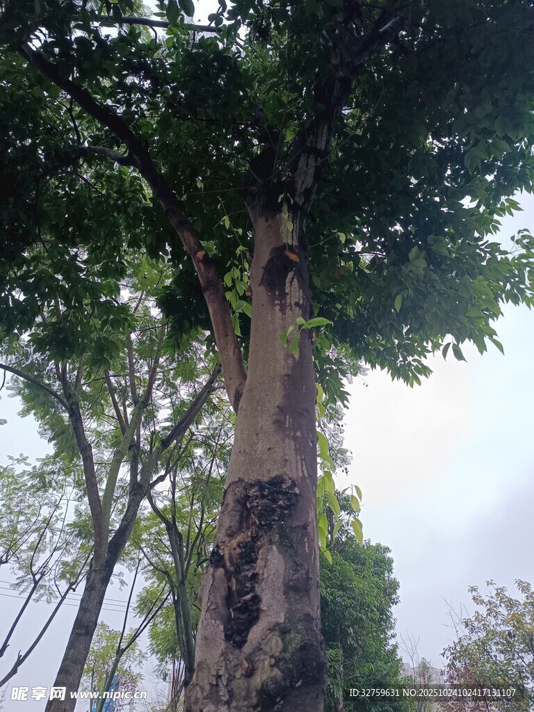 樹干上的蜂巢景象