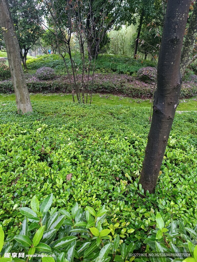 綠意盎然的林間植被景觀