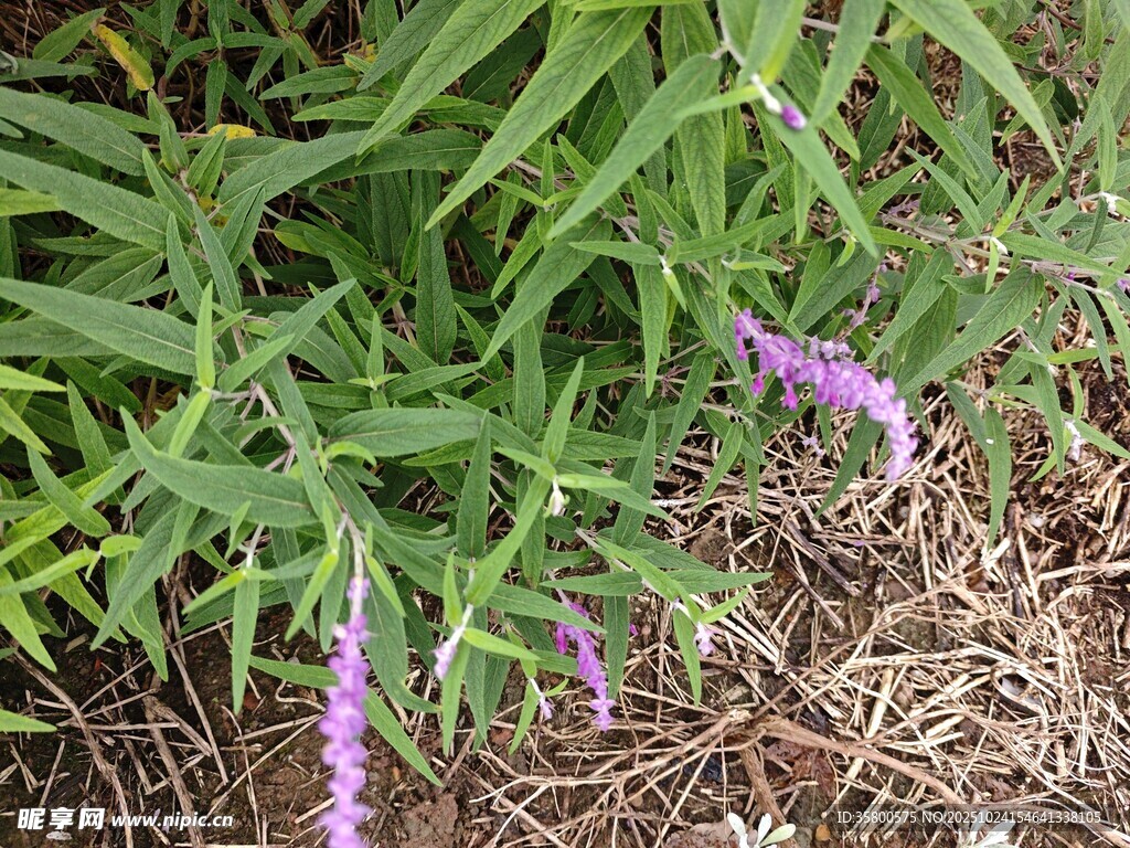 紫色穗狀花與綠葉植物