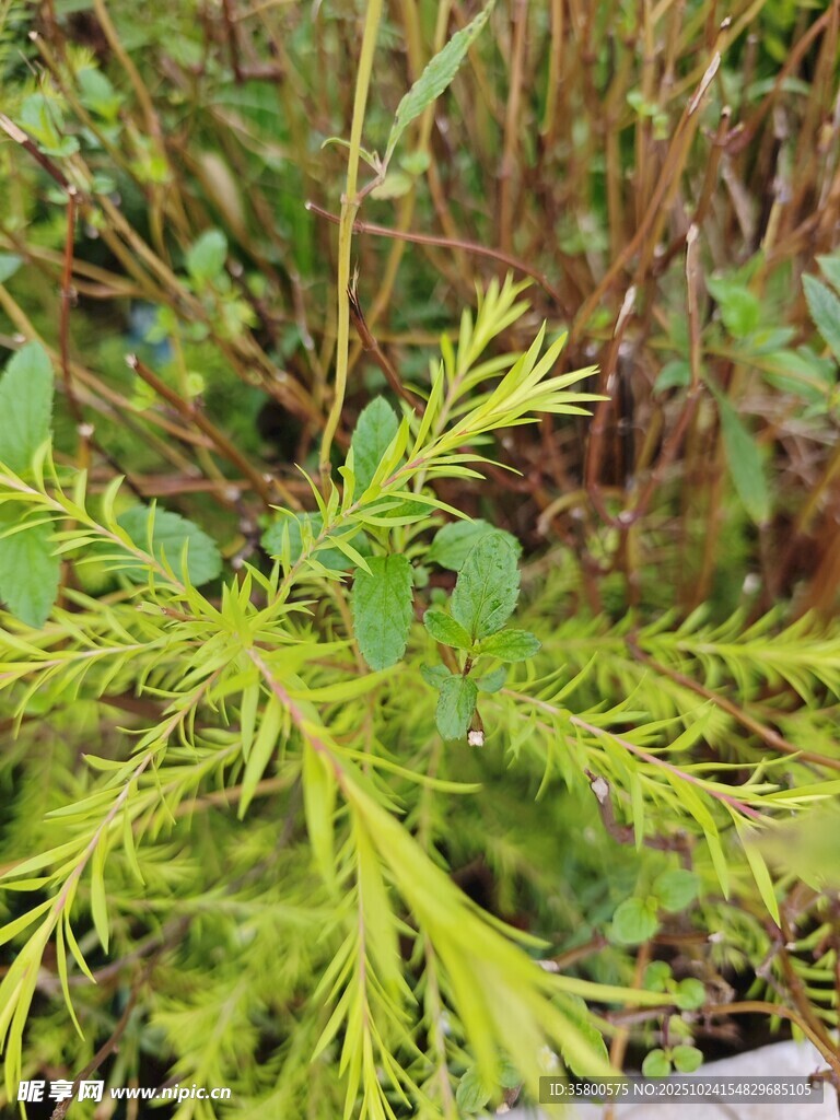 翠綠植物展現(xiàn)蓬勃生機