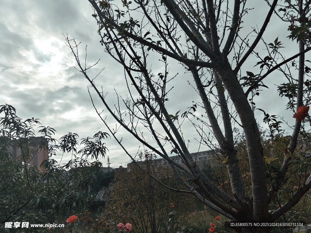 冬日枯樹旁的一抹紅