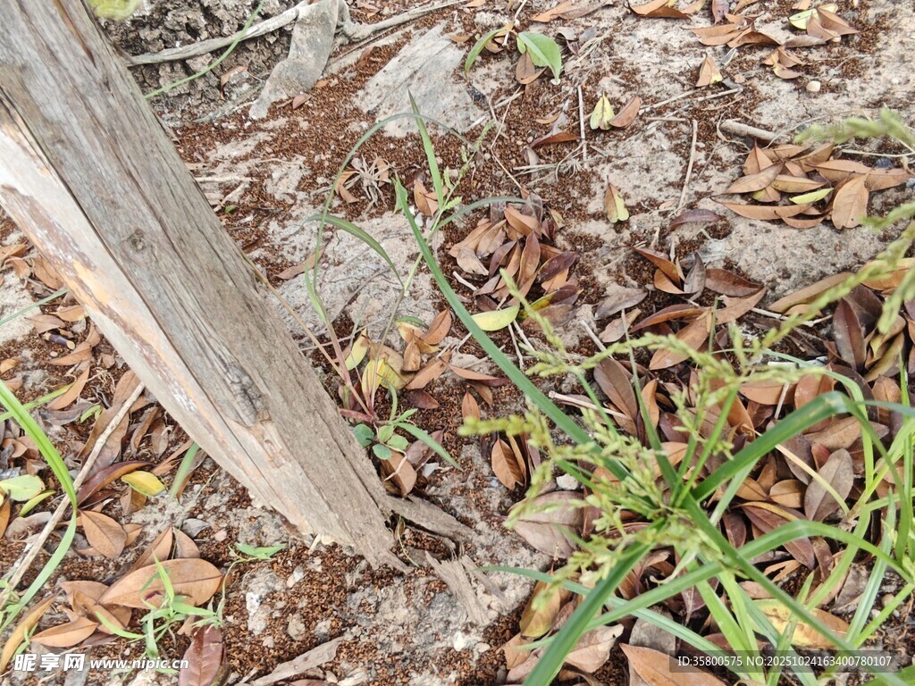 木樁旁的地面落葉雜草