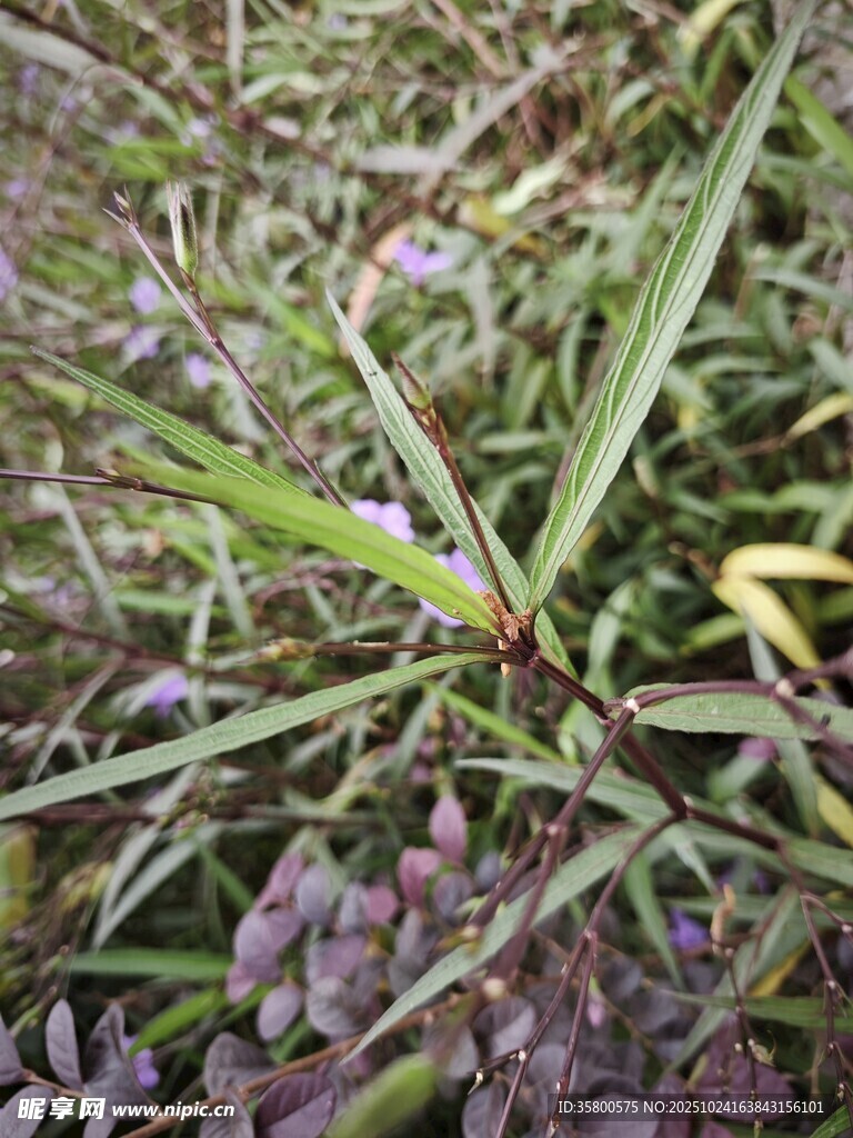 紫色小花植物特寫