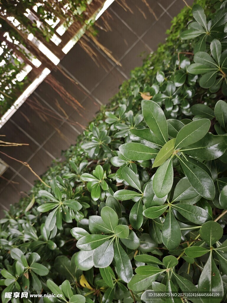 墻邊繁茂綠植景觀