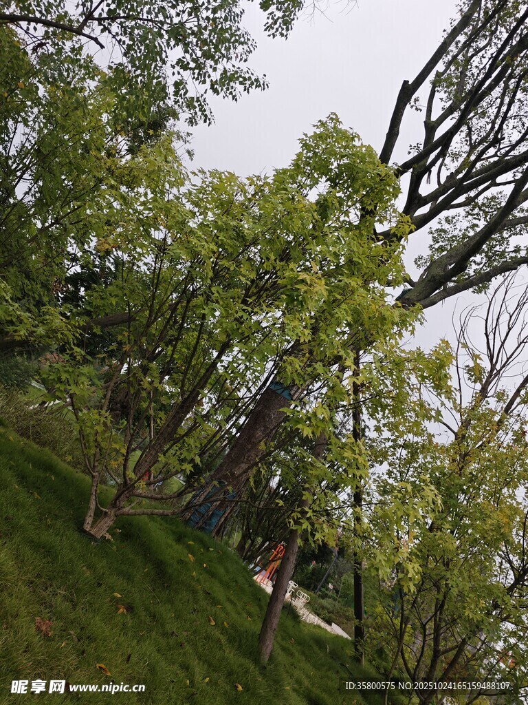 山林間的繁茂樹木與小徑