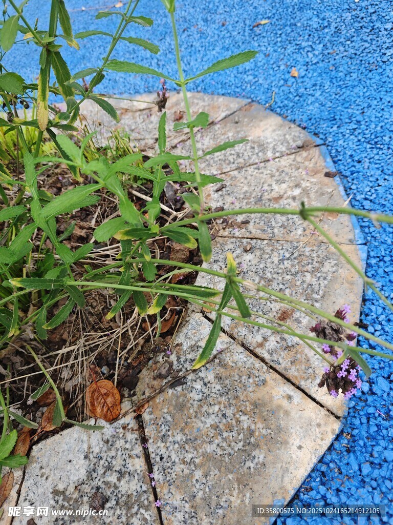 石縫中生長的翠綠植物