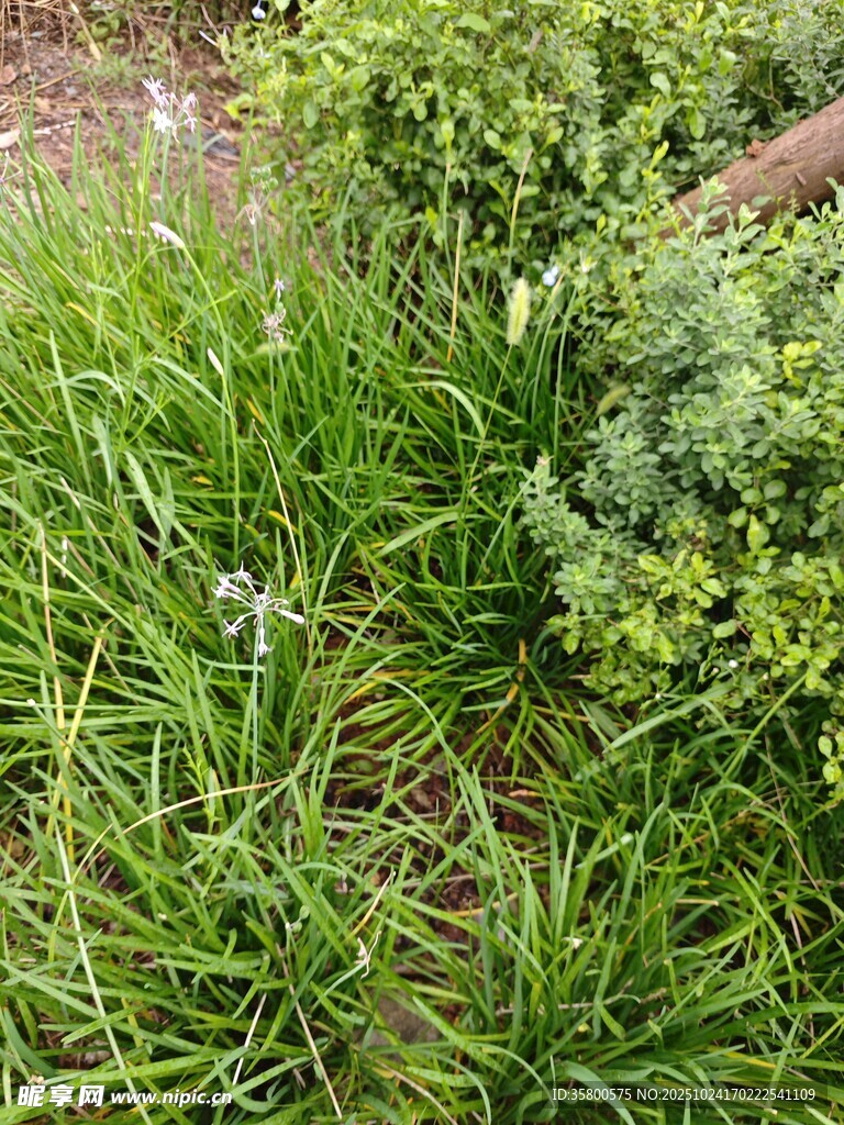 草叢中的綠色植物景觀