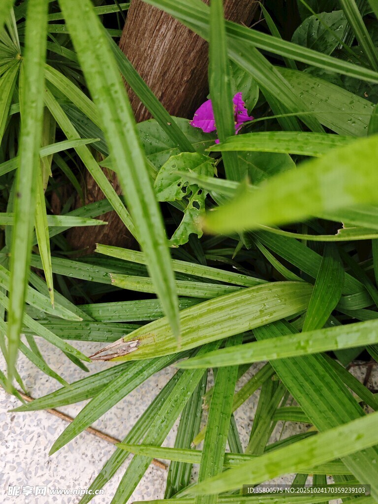 翠綠草叢中的一抹紫花