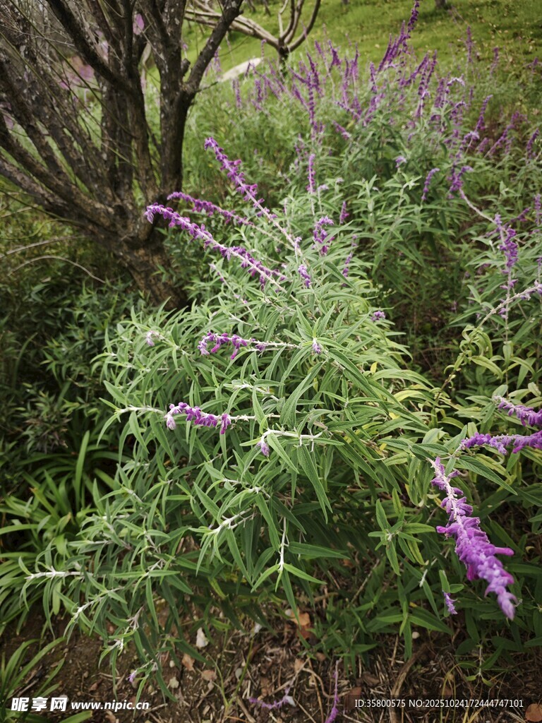 紫色野花綻放于綠植間