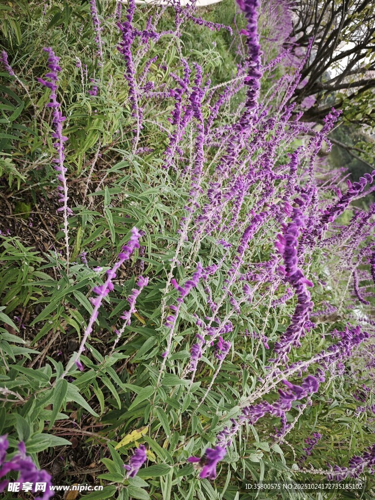紫色繁茂花枝綻放美景
