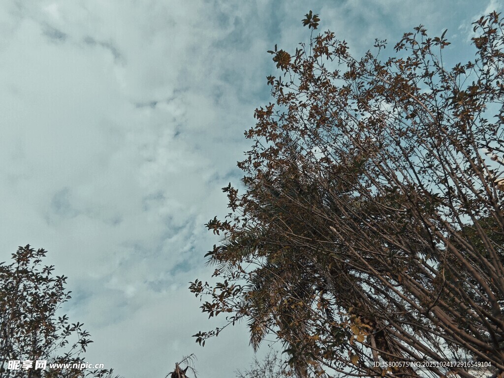 仰視天空下的繁茂樹木