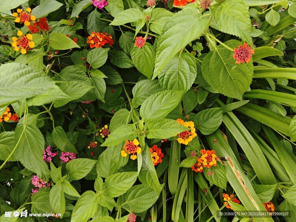 多彩花卉與綠葉的美麗組合